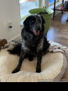 adoptable Dog in  named Romeo GDP