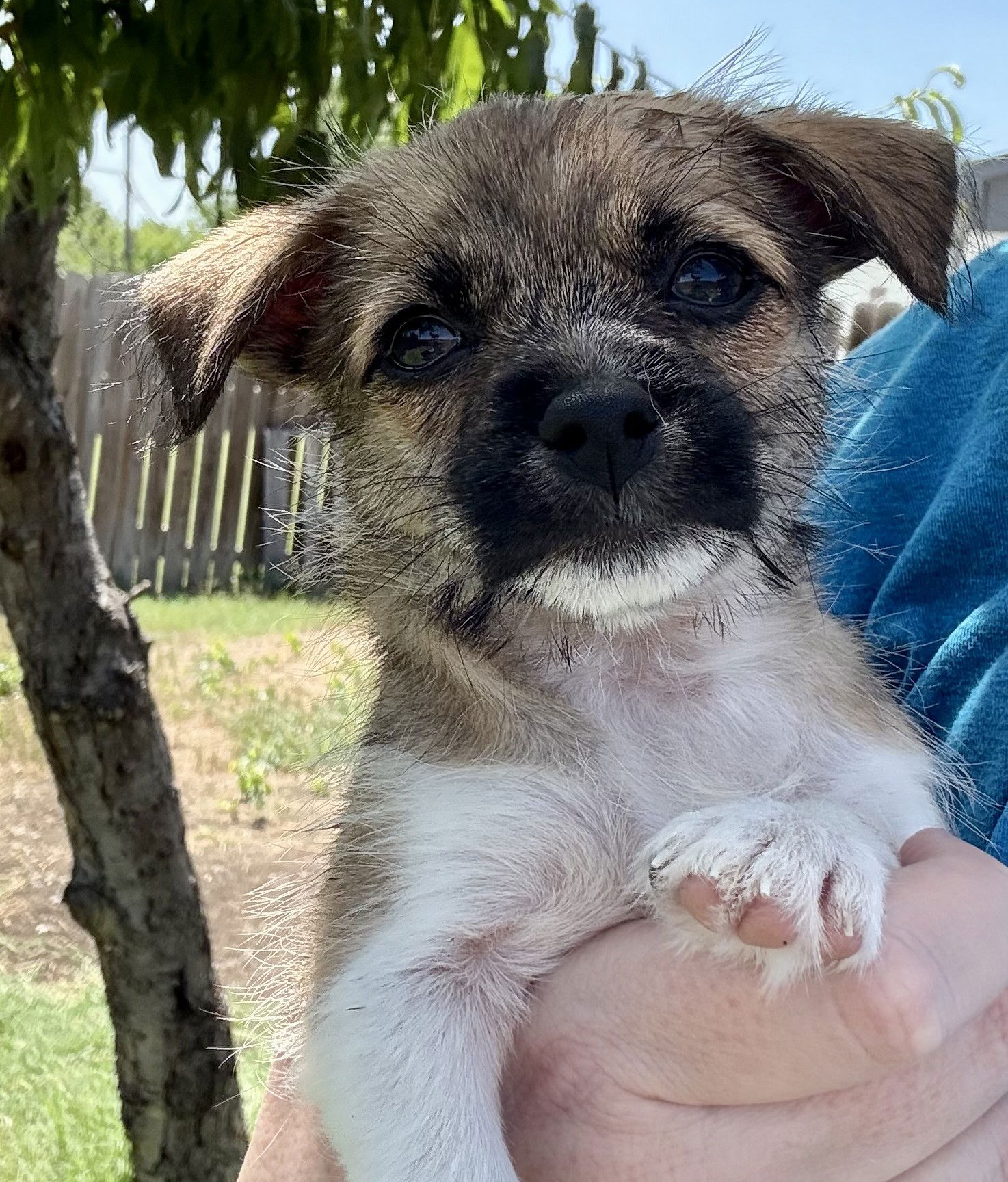 adoptable Dog in Denton, TX named Teeny