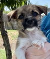 adoptable Dog in  named Teeny