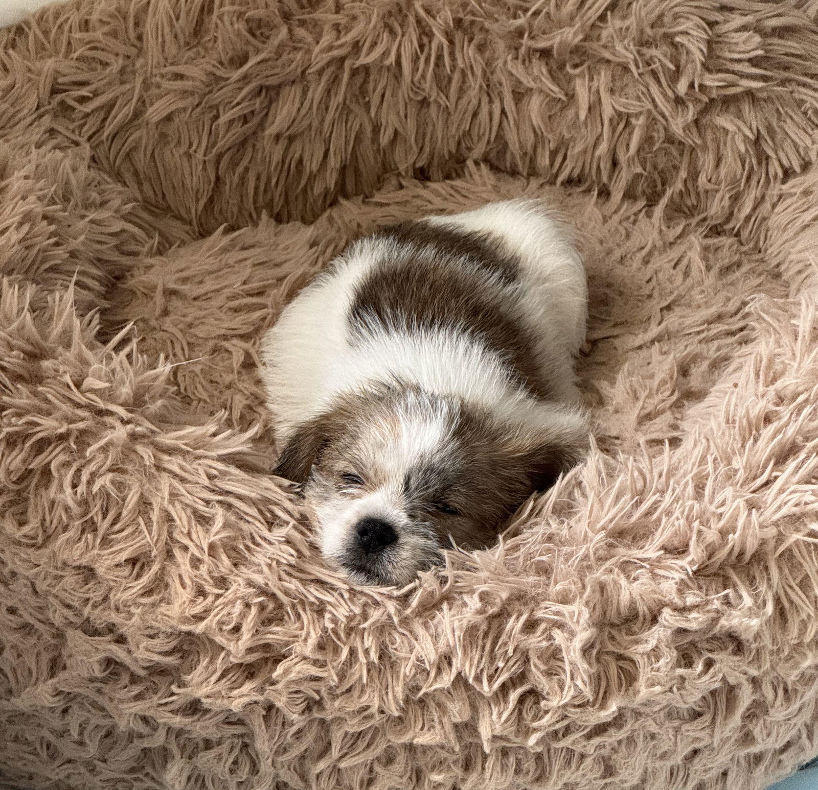 adoptable Dog in Denton, TX named Shorty