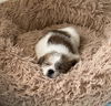 adoptable Dog in  named Shorty