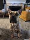 adoptable Dog in  named Buddy M GDP