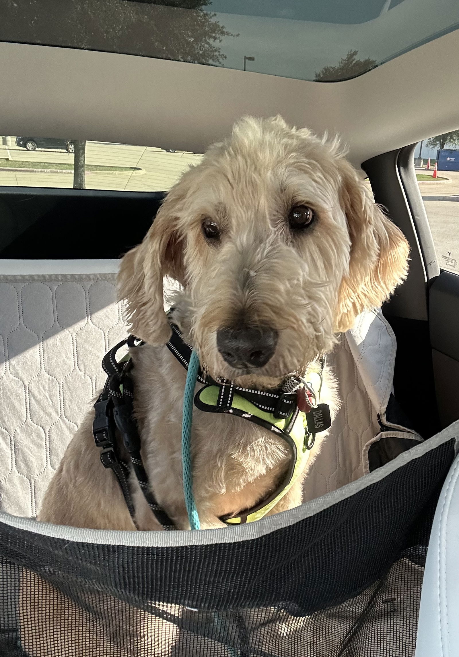 adoptable Dog in Denton, TX named Dallas