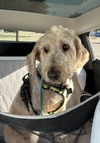 adoptable Dog in  named Dallas