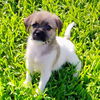 adoptable Dog in  named Half Pint