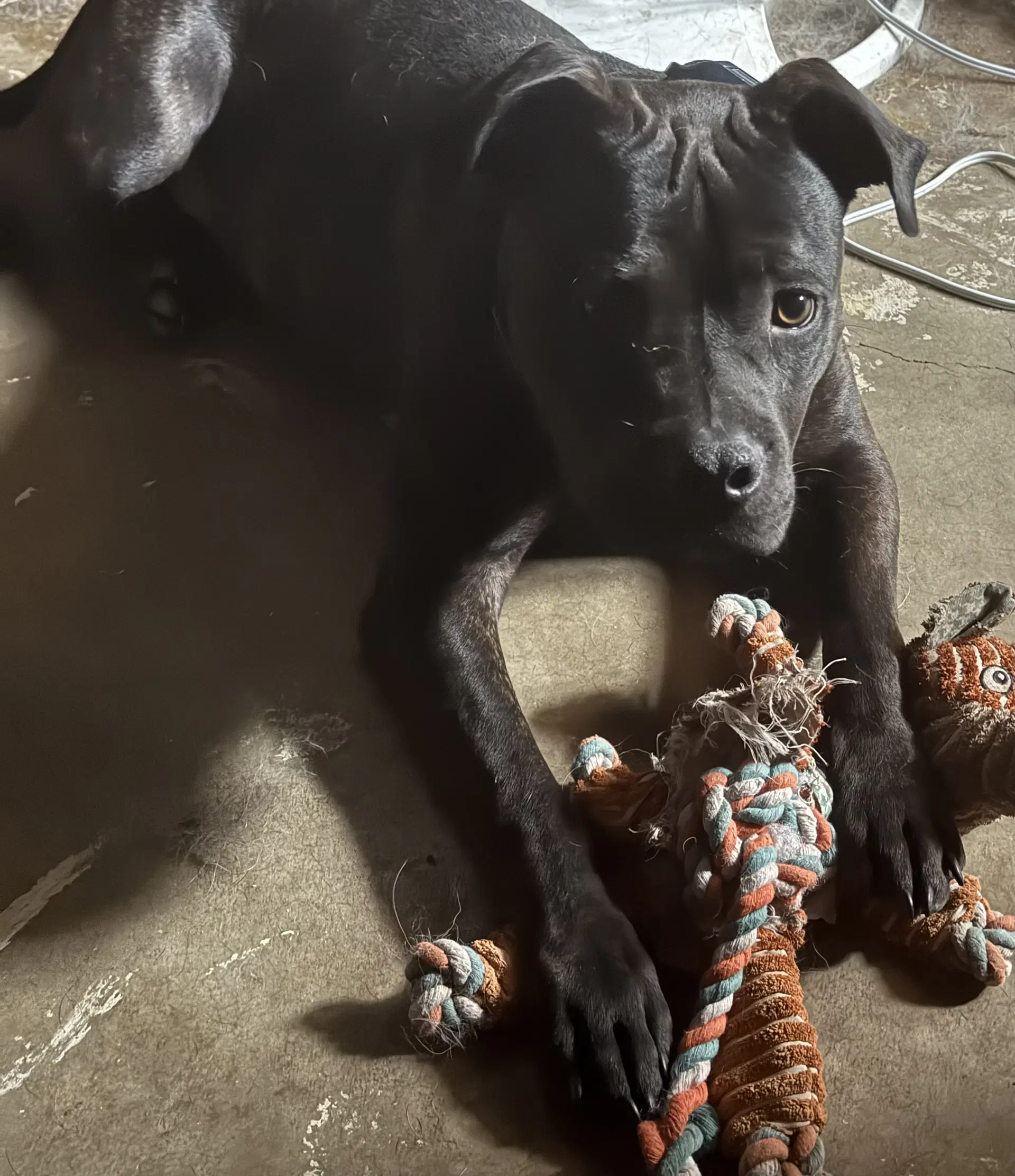 Boomer Gdp - Staffordshire Bull Terrier
