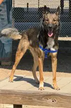 Hustle Gdp - Belgian Shepherd Malinois