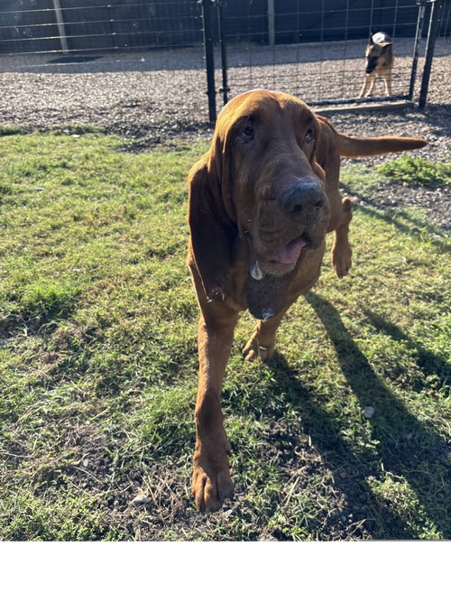 GINGER - Bloodhound available for adoption