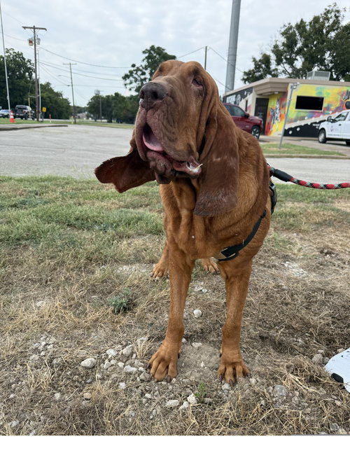 GINGER - Bloodhound available for adoption