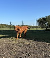 Ginger - Photo 3
