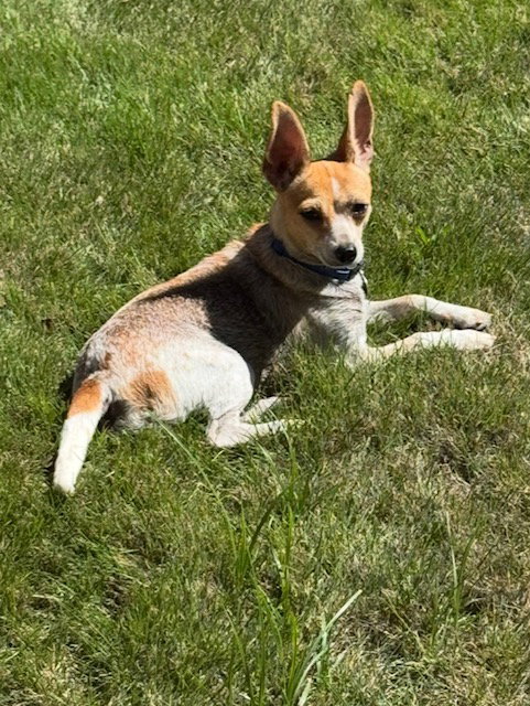 BUNNY - Jack Russell Terrier / Chihuahua available for adoption