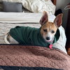 Bunny - Photo 1