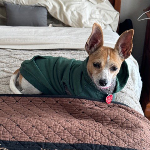 Bunny, an adoptable Jack Russell Terrier in Denton, TX