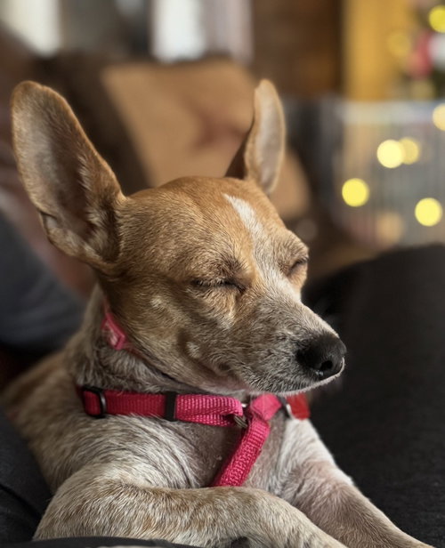 BUNNY - Jack Russell Terrier / Chihuahua available for adoption