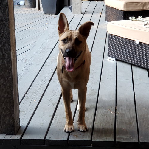 FRANKE GDP - German Shepherd Dog available for adoption