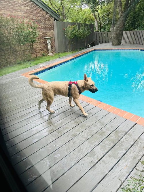 FRANKE GDP - German Shepherd Dog available for adoption