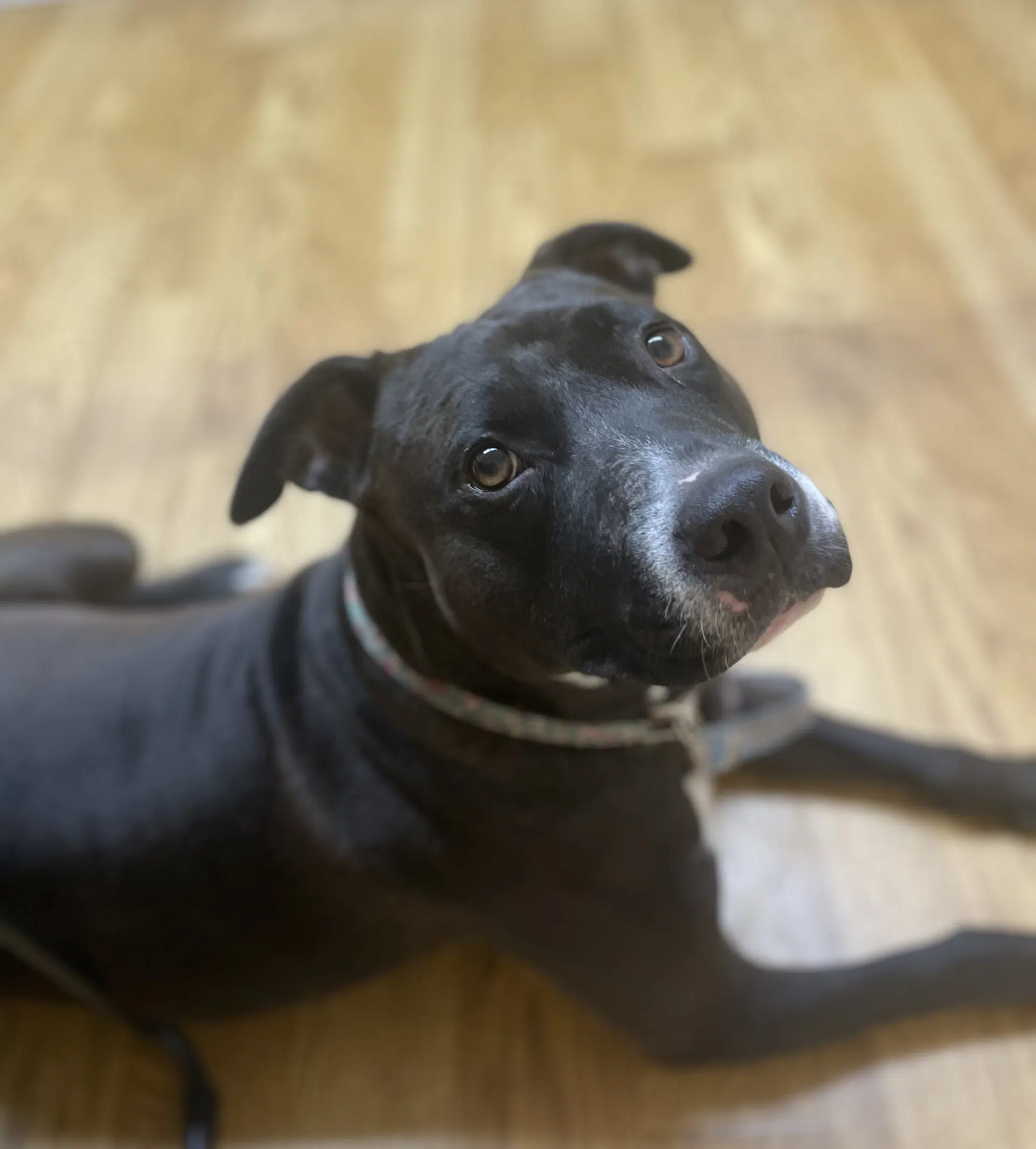 Scarlett Gdp - Pit Bull Terrier