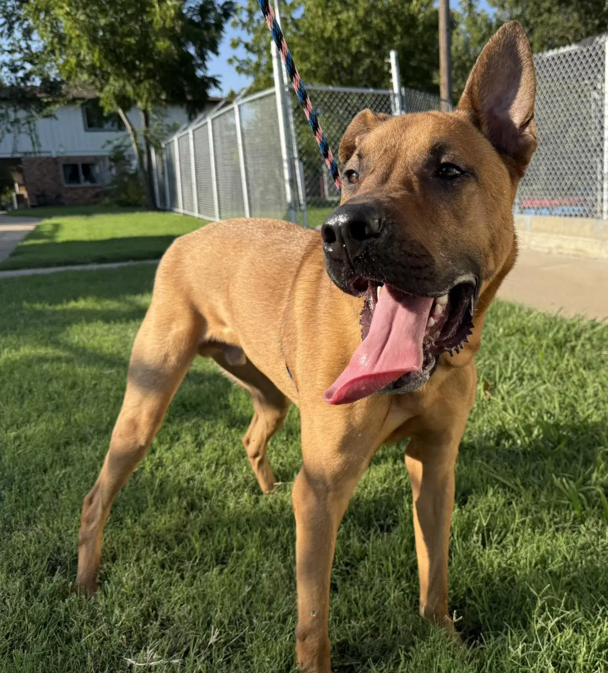 Scooby - Shepherd
