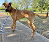 Scooby - Photo 2