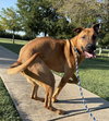 Scooby - Photo 3