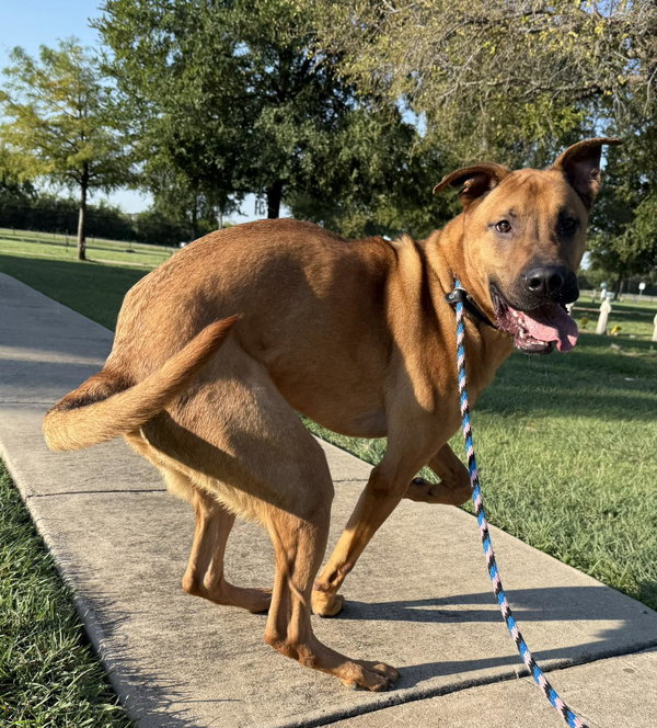 Scooby