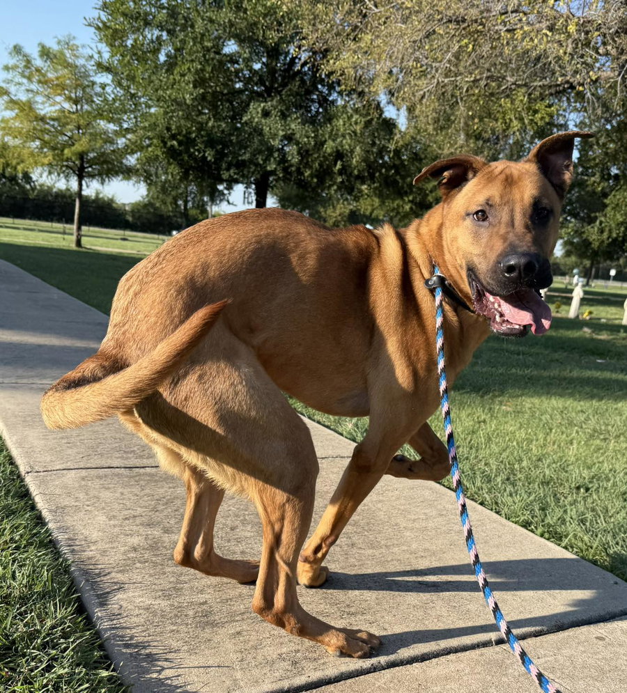 Scooby