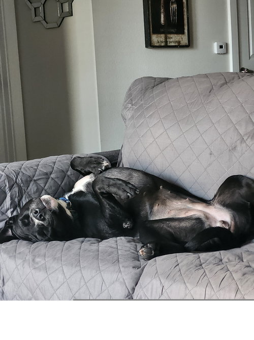 BIZOU GDP - Pit Bull Terrier available for adoption