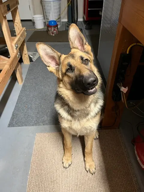 Mia H Gdp - German Shepherd Dog