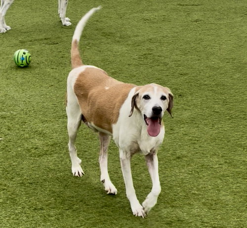 NAPOLEON - Treeing Walker Coonhound available for adoption