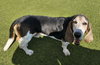 Beetle Bailey - Photo 2
