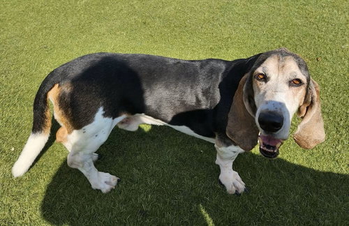 BEETLE BAILEY - Basset Hound available for adoption