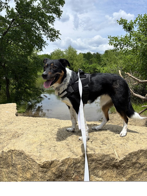 MILLIE G GDP - Cattle Dog available for adoption
