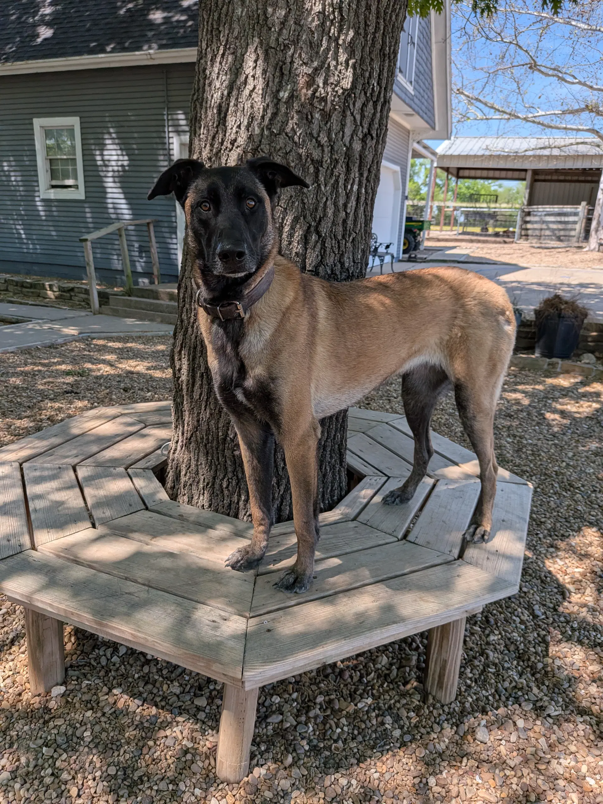 Mali - Belgian Shepherd Malinois