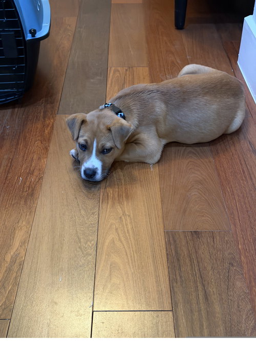 Gary GDP, an adoptable Beagle in Denton, TX