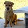 Shamrock - Photo 2