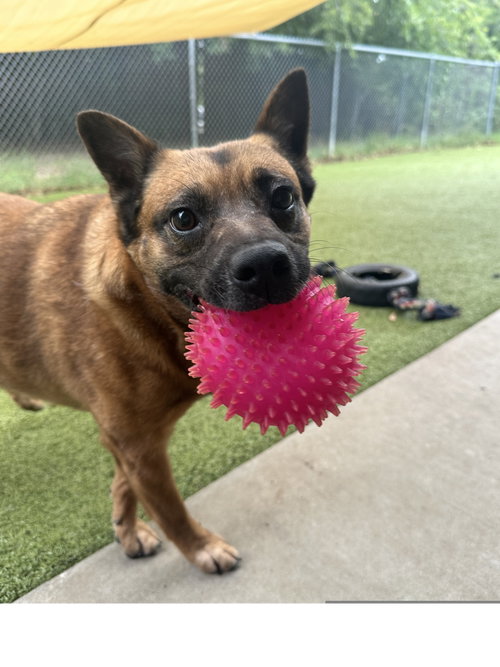 Jinjer GDP, an adoptable Chow Chow in Denton, TX