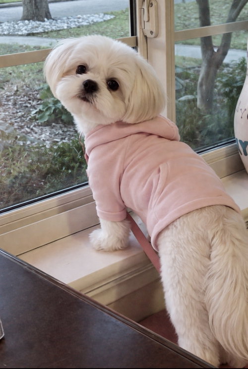 Luna GDP, an adoptable Shih Tzu in Denton, TX