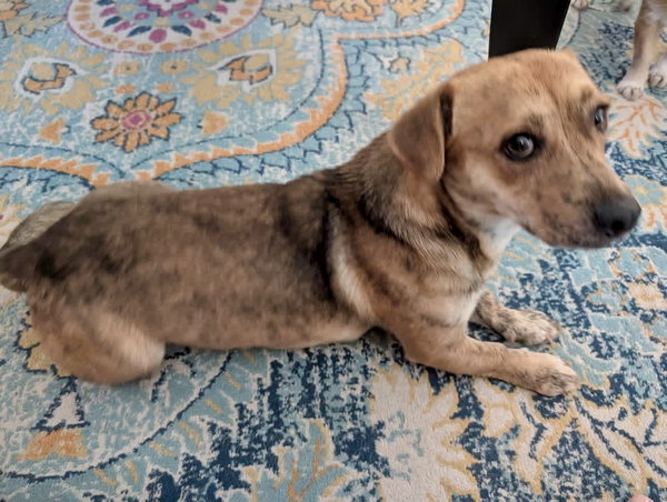 Josie