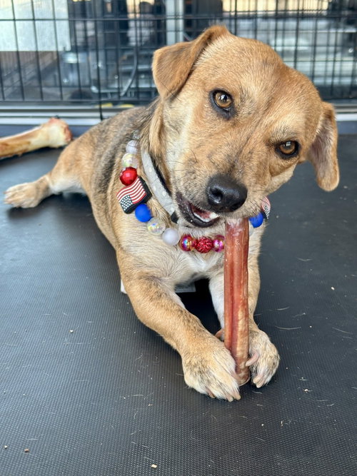 Josie, an adoptable Dachshund in Denton, TX