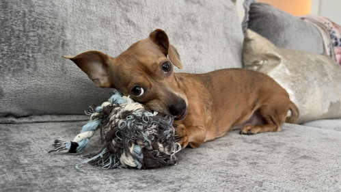 Coco GDP, an adoptable Chihuahua in Denton, TX