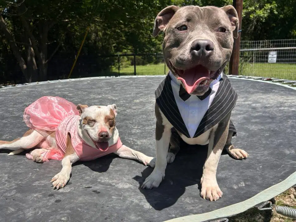Carter Gdp - Pit Bull Terrier