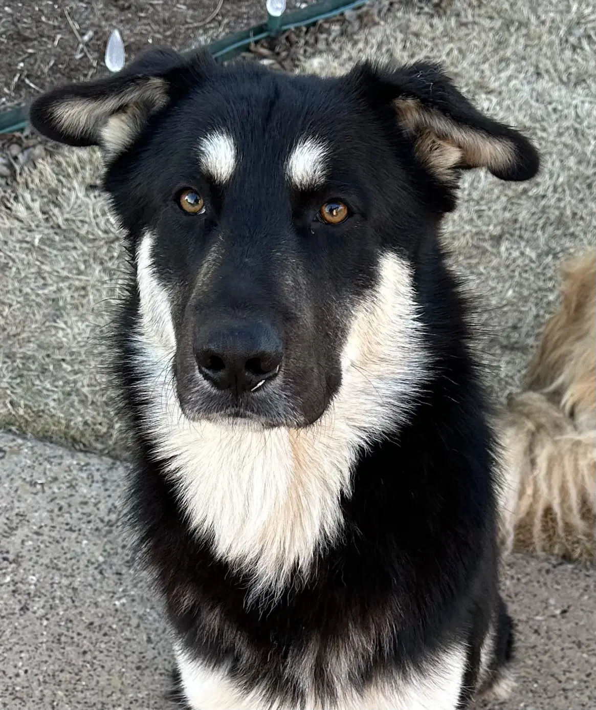 Bingo Gdp - German Shepherd Dog