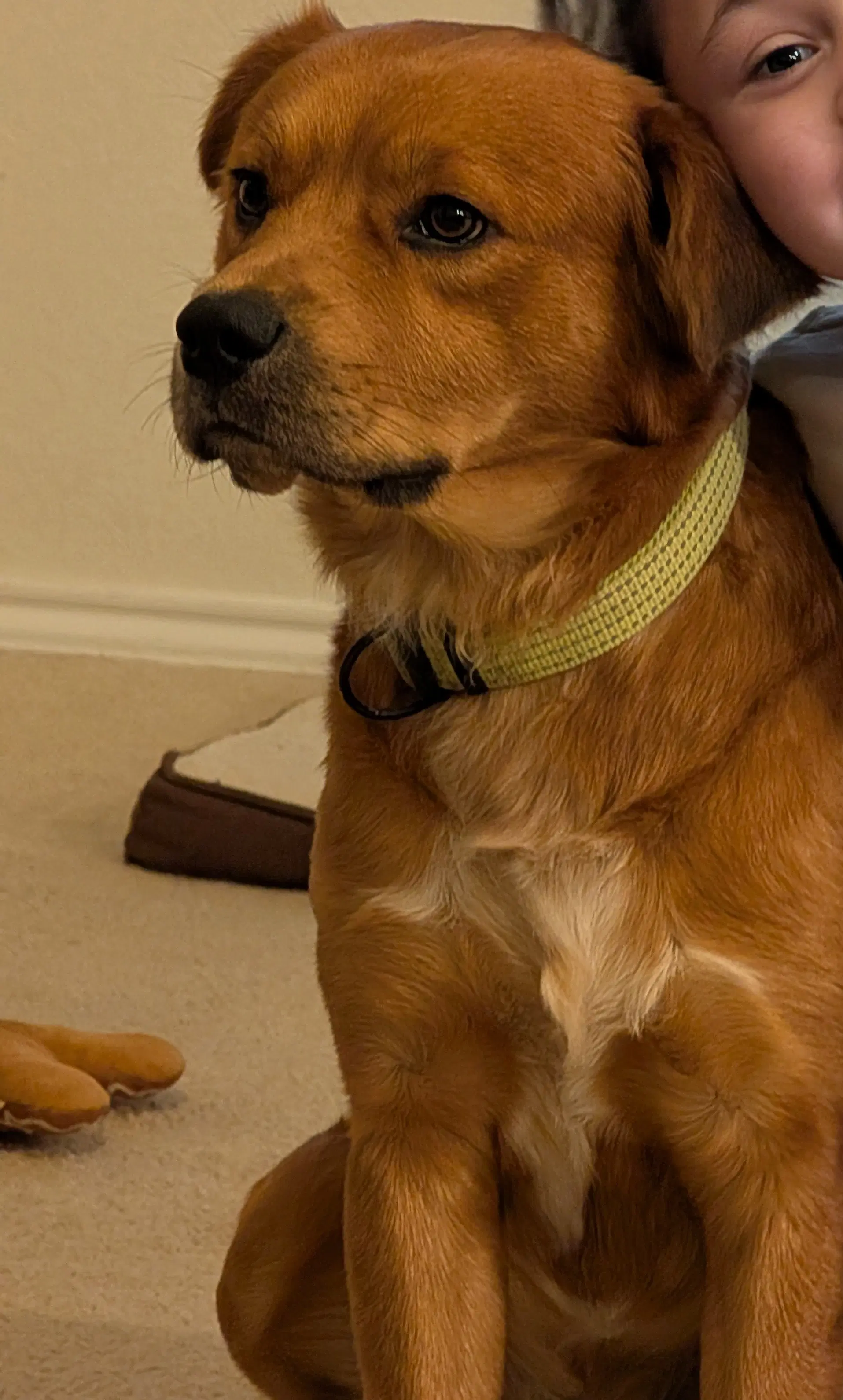 Scrappy Gdp - Retriever