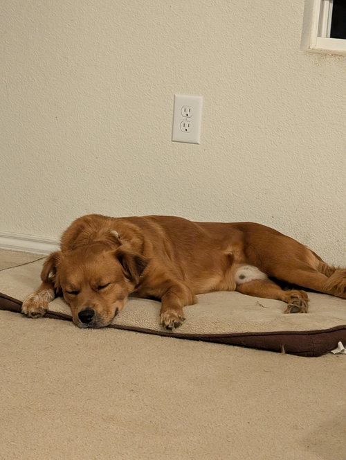 Scrappy Gdp photo 2