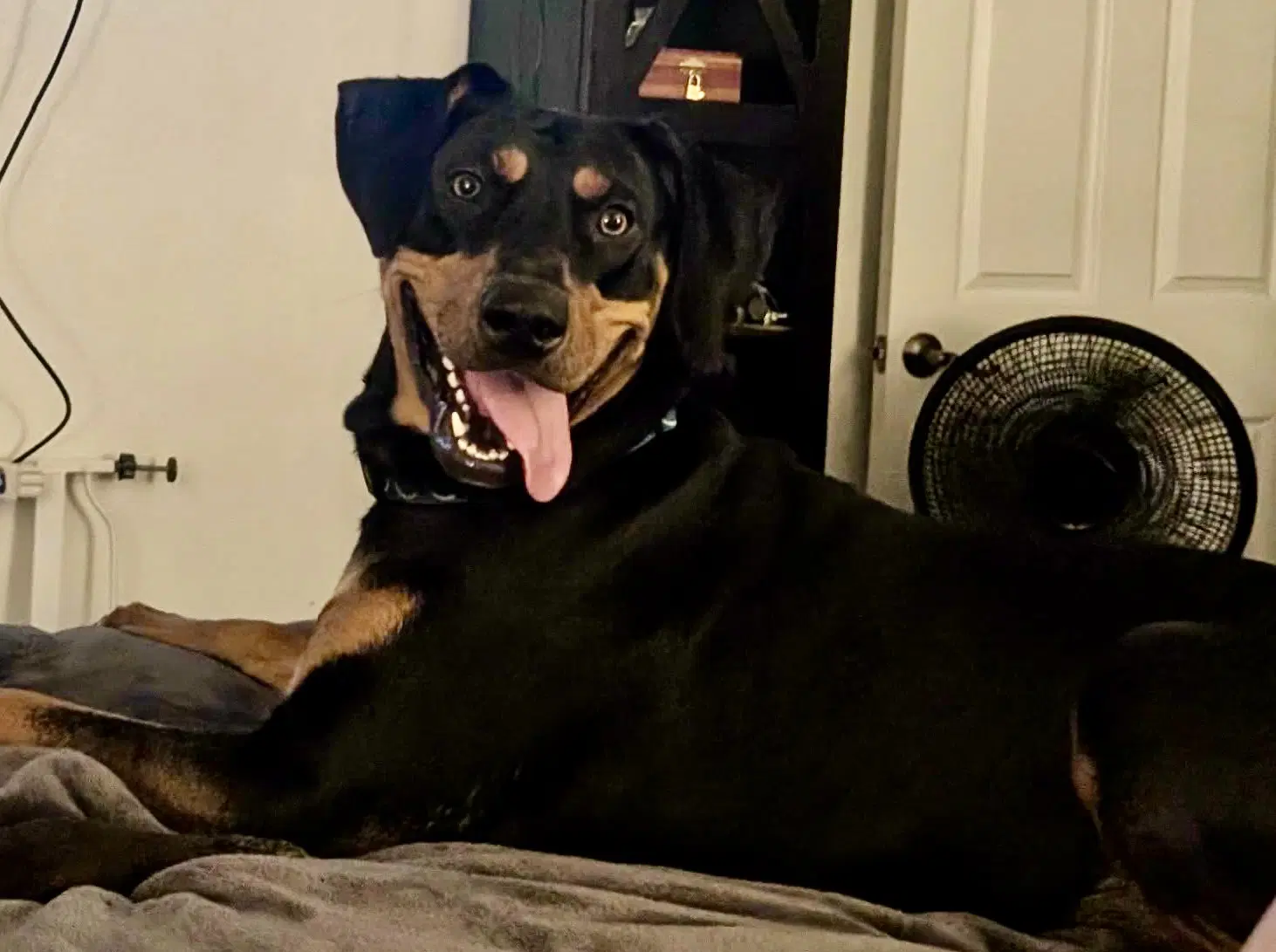 Tasha - Rottweiler/Doberman
