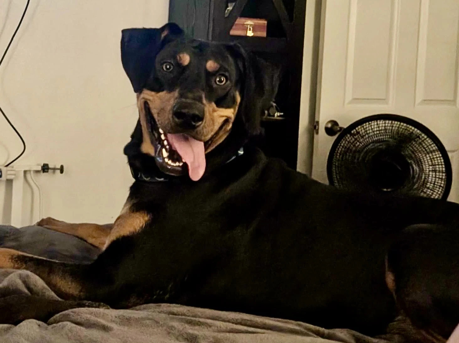 Tasha