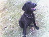 Otto