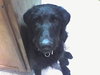 Otto