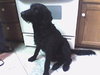 Otto