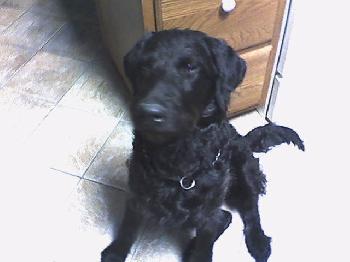 Otto
